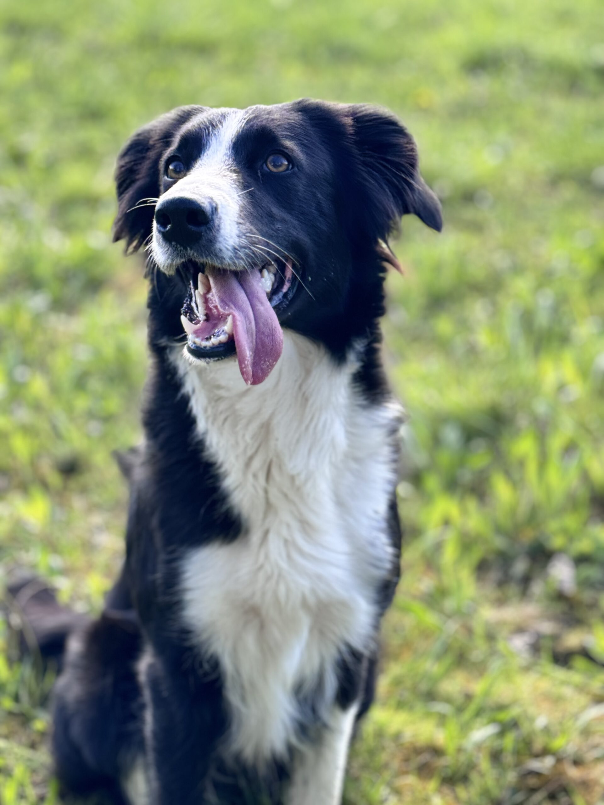 Chien